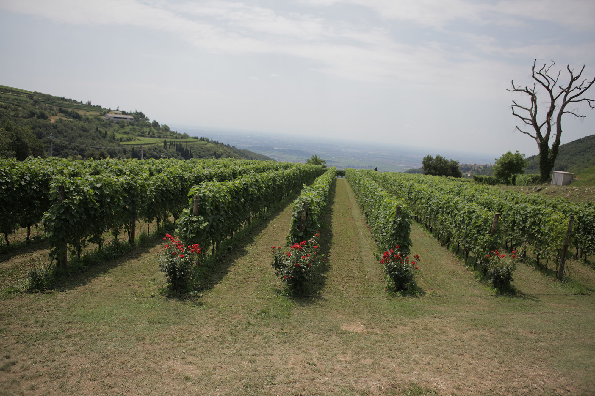 VINE DISEASES: Downy mildew and powdery mildew are the main dangers for the winemaker