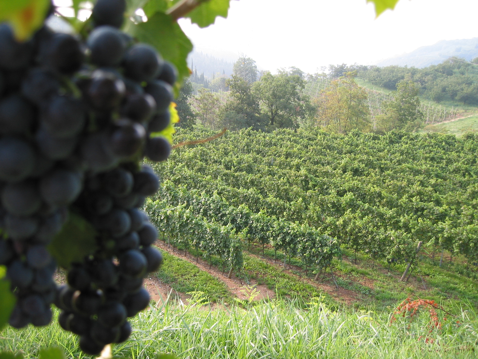 FIERE PRIMAVERILI: I prossimi impegni fieristici della Cantina Accordini Stefano