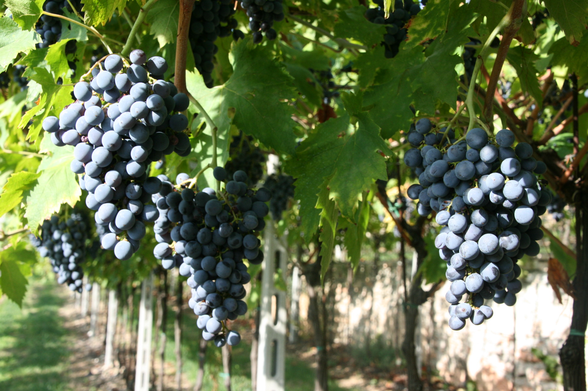 VINTAGE 2022: THE HIGH SUMMER TEMPERATURES GIVE QUALITY TO THE GRAPES IN VALPOLICELLA