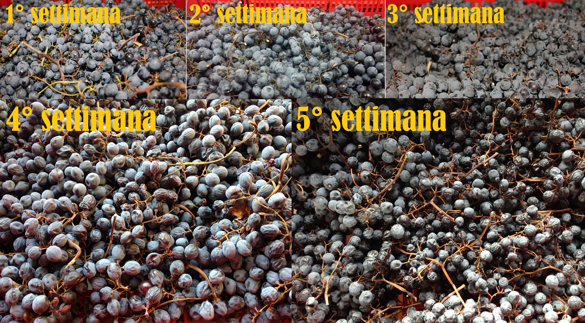 APPASSIMENTO, THE DRYING PROCESS AS DISTINCTIVE TRAIT OF VALPOLICELLA